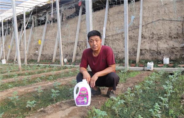 定植后粪肥烧苗、不生根、棵不长、棵子弱？别拔！解决方案看这里！